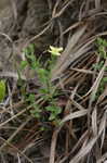 Pineland St. Johnswort